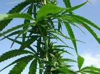 36375-marihuana.jpg